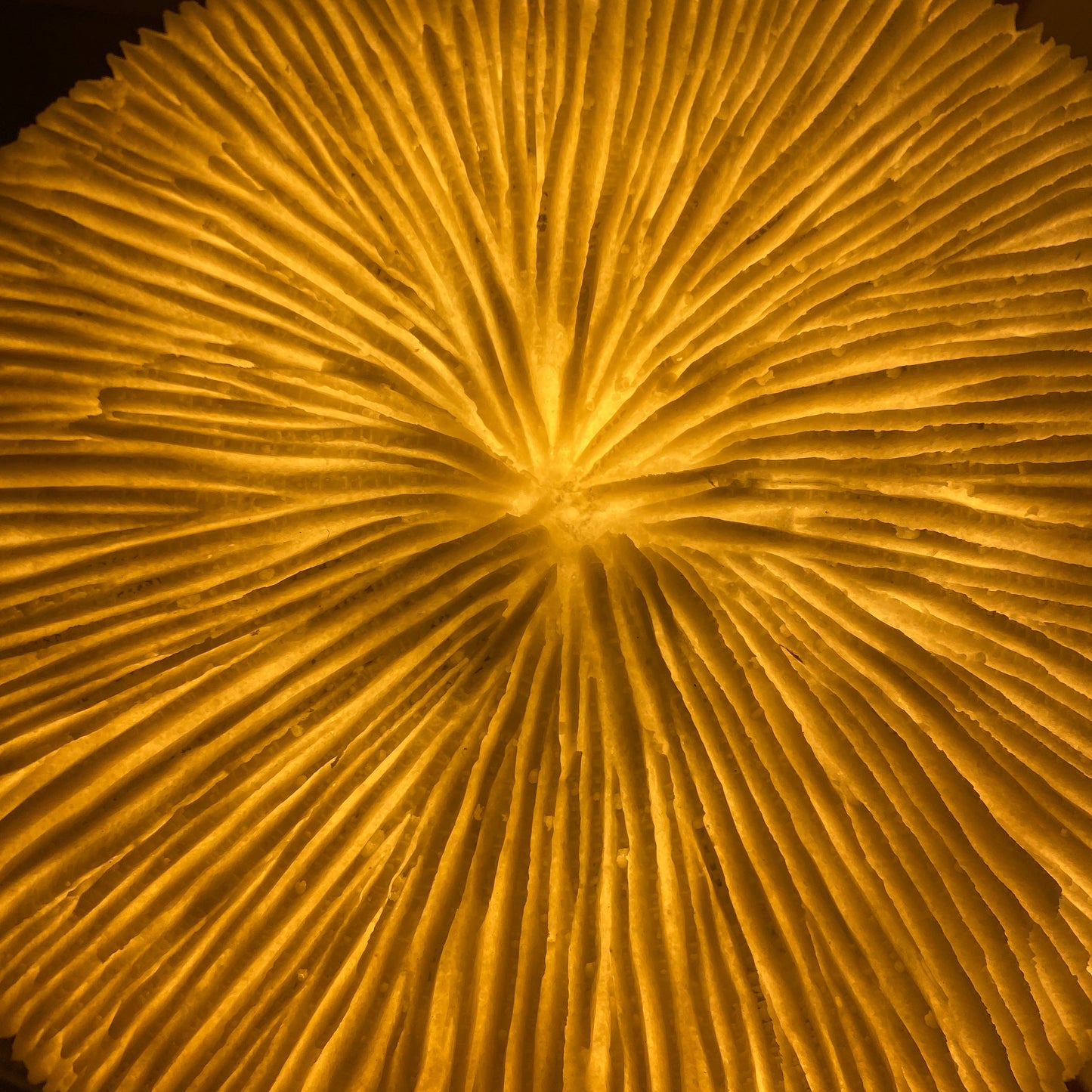 Round Razor Reef Lamp – Coral-Shaped Coastal Nightlight