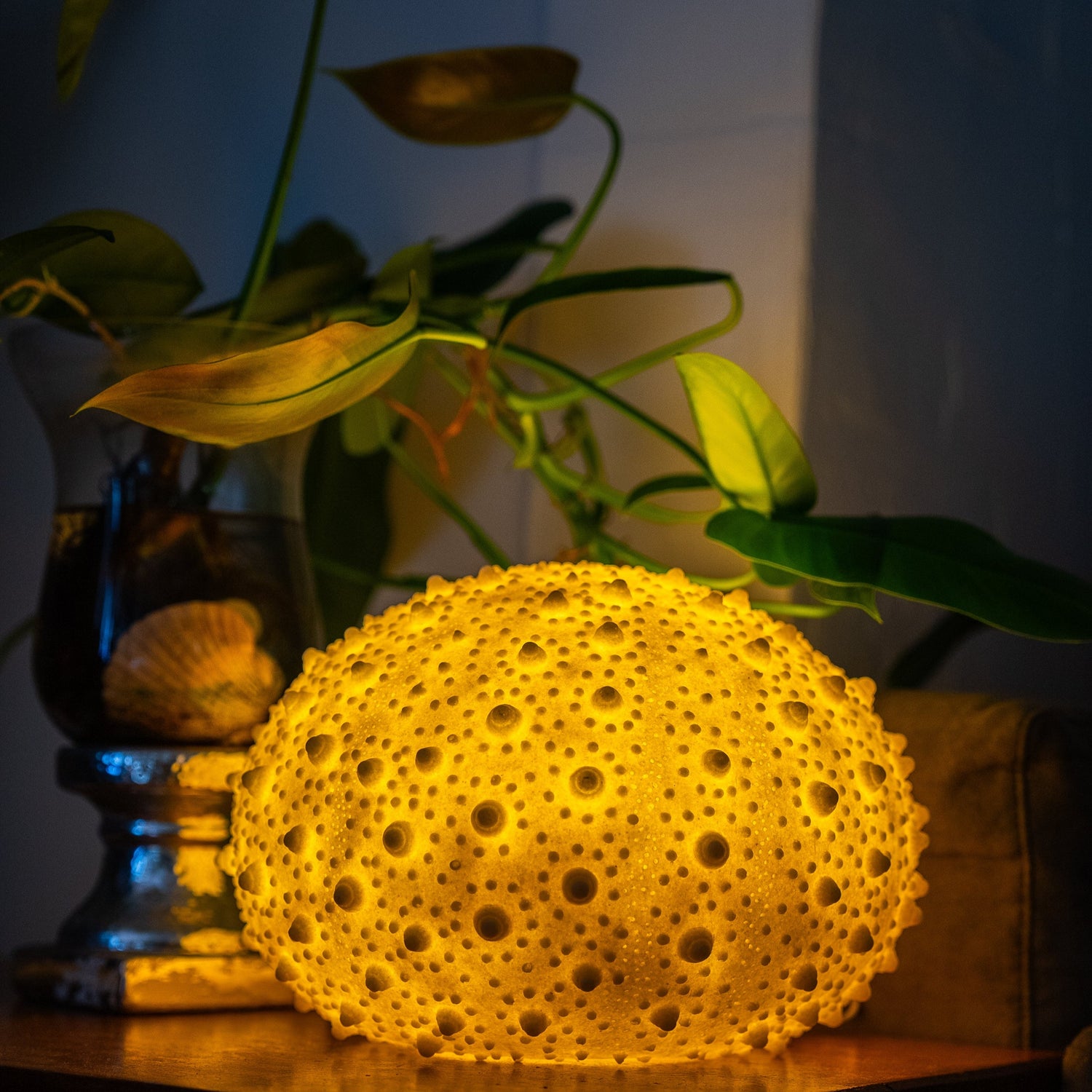 Reef Lamp, Starfish studio