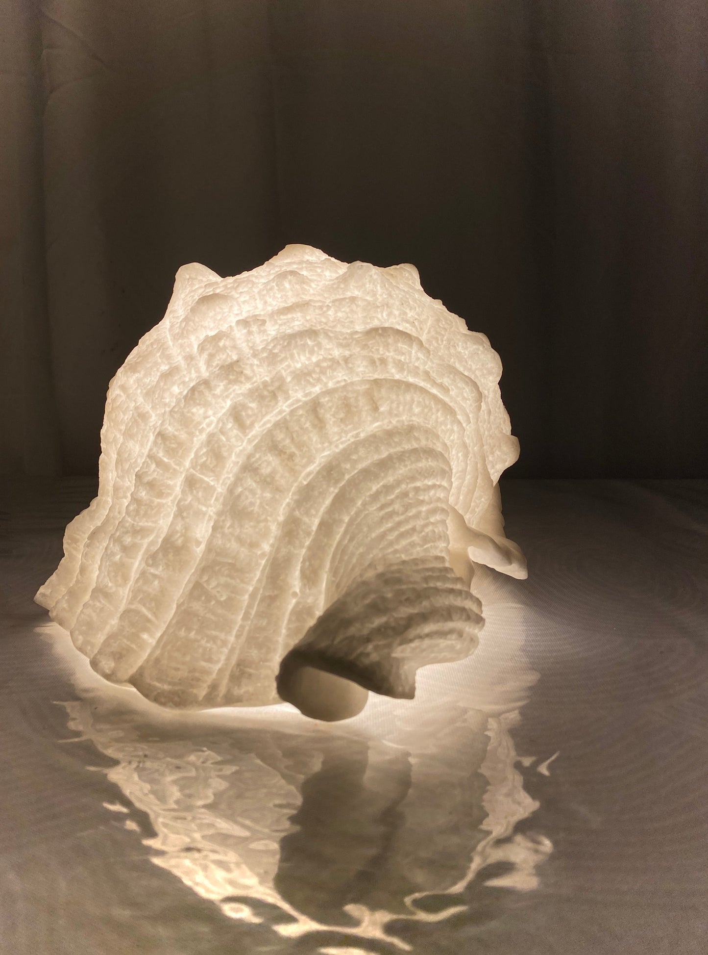 Conch Shell Reef Lamp