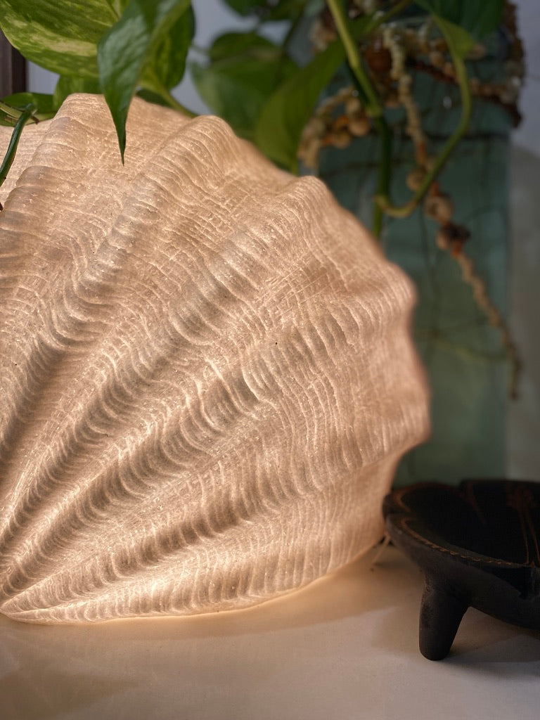 Cone Shell Reef Lamp