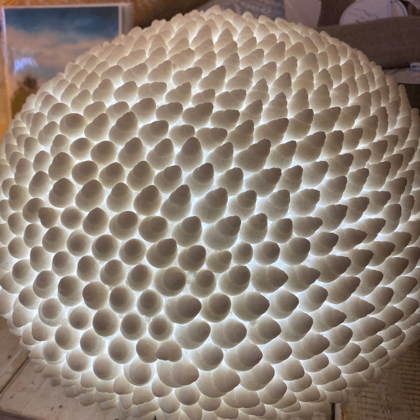Handcrafted Cone Shell Reef Lamp – Coastal Sculptural Ambient Light