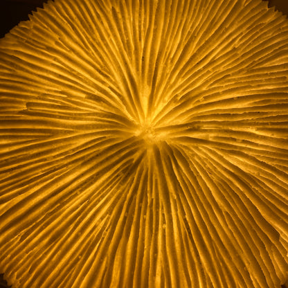 Round Razor Reef Lamp – Coral-Shaped Coastal Nightlight