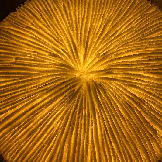 Round Razor Reef Lamp – Coral-Shaped Coastal Nightlight