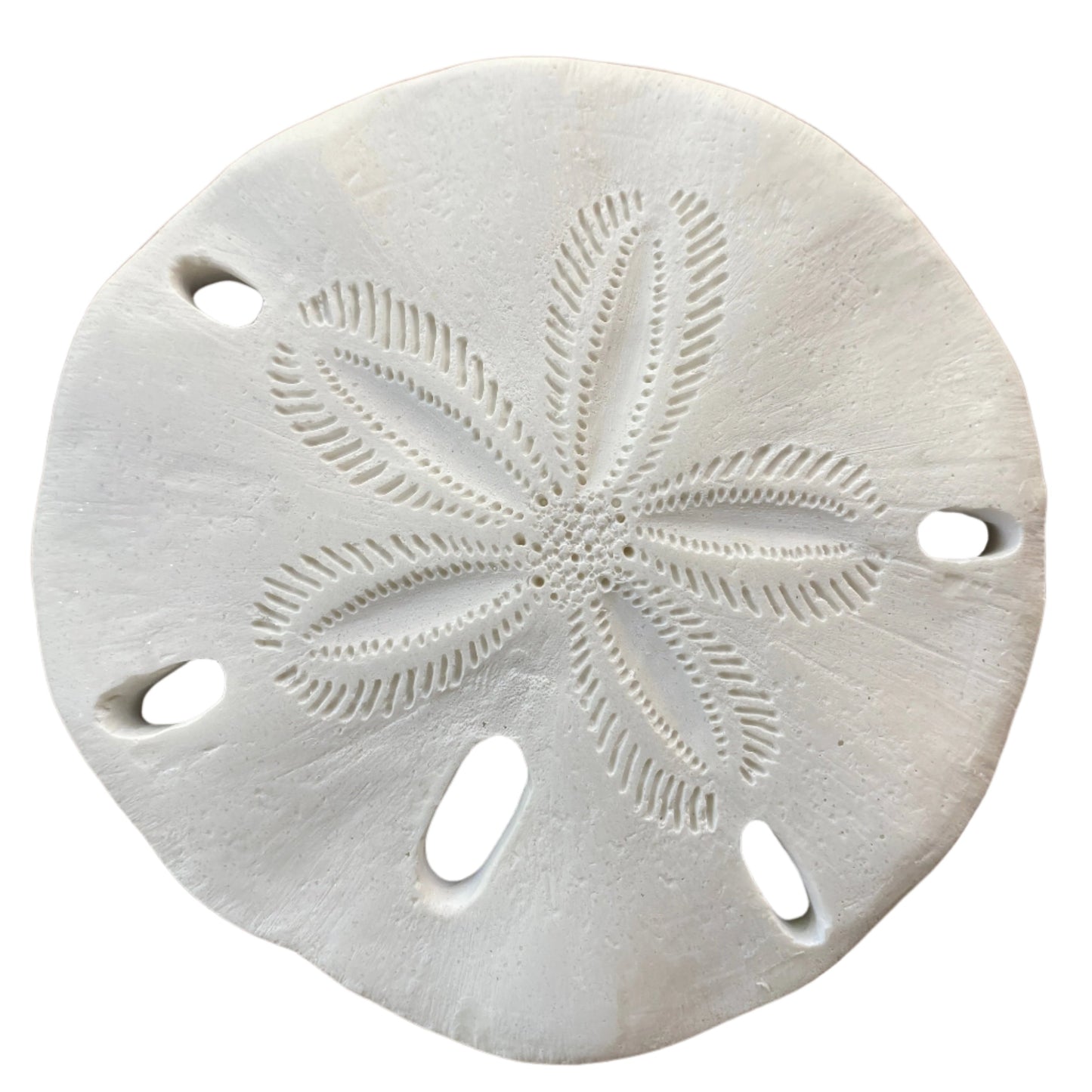 Sand Dollar Wall Plaque