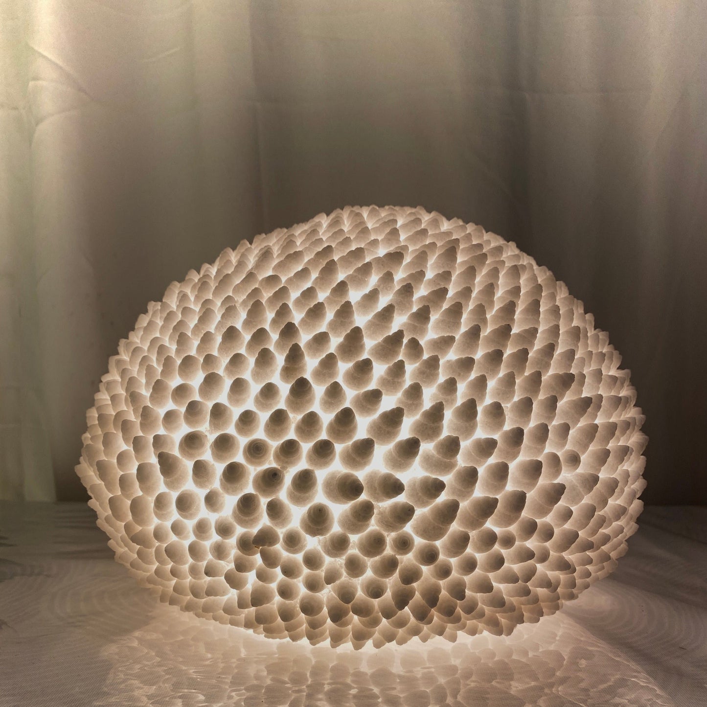 Handcrafted Cone Shell Reef Lamp glowing with warm ambient light