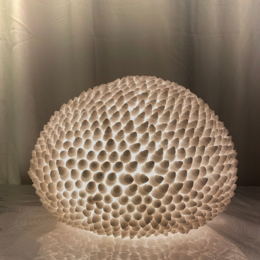 Handcrafted Cone Shell Reef Lamp glowing with warm ambient light